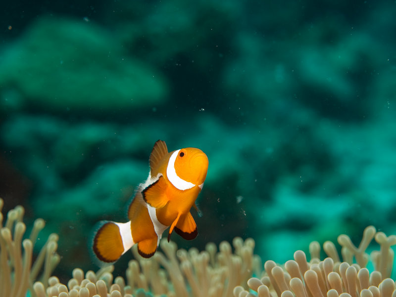 Clown Fish